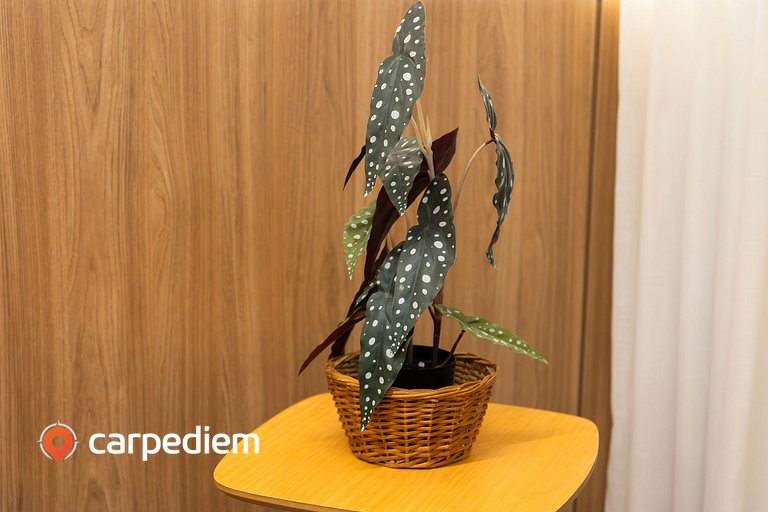 Beach Haus #411 - Apto beira mar por Carpediem